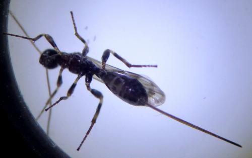 Réf. 246 955 : Wachsmannia spathiiformis